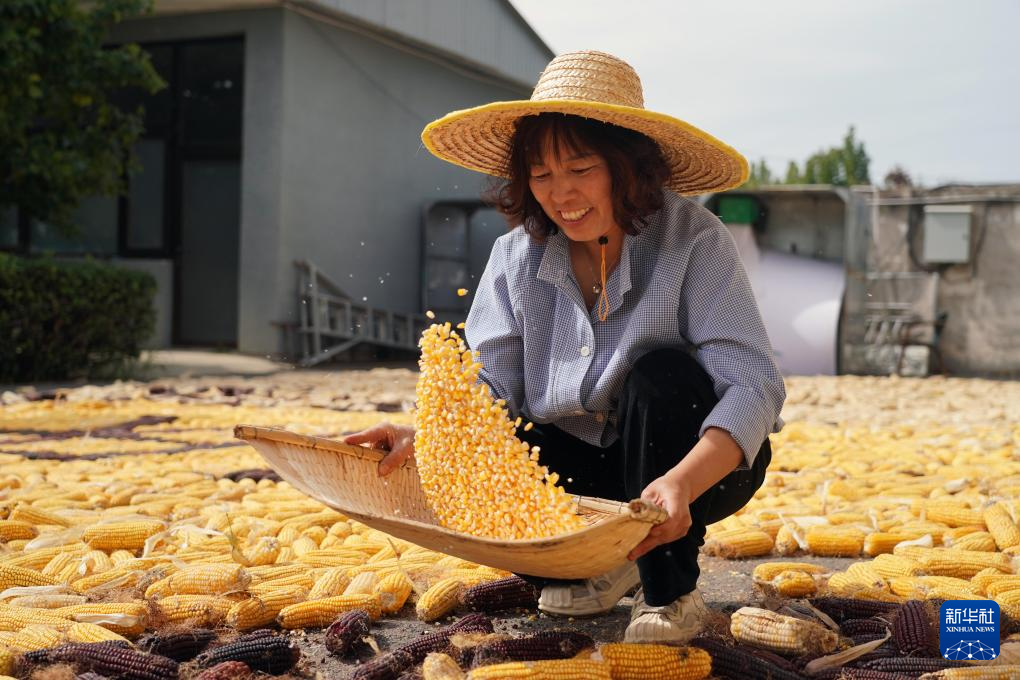 “直播达人”王大婶 为家乡玉米“代言”