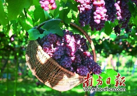 希腊葡萄酒:感受爱琴海的海风荡漾