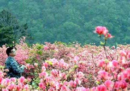 航空器拍摄杜鹃花