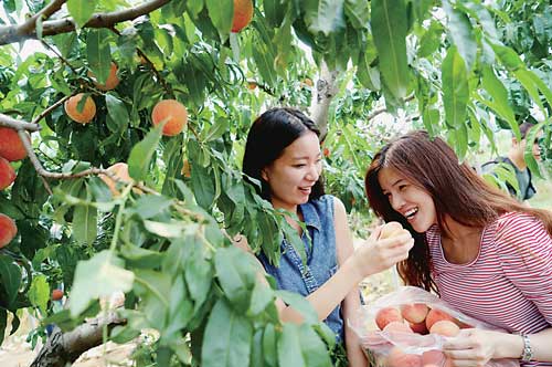 北京平谷：鲜桃开摘