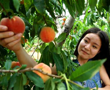 线上预售线下采摘 北京平谷大桃集中上市