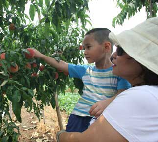平谷大桃开始上市了 可持续到10月中旬