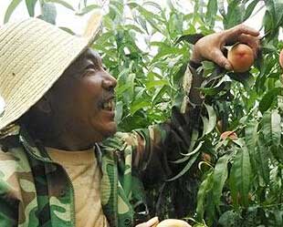 首筐平谷大桃下树 市民原产地摘放心桃