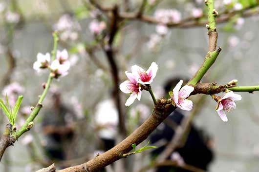 平谷春節桃將在今年上市