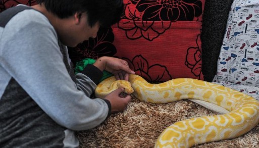 昆明蟒蛇少年与蛇同居10年