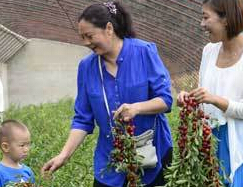 北京平谷開啟歐李採摘季