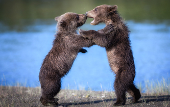 熊孩子 打架 互抡熊掌萌翻众人