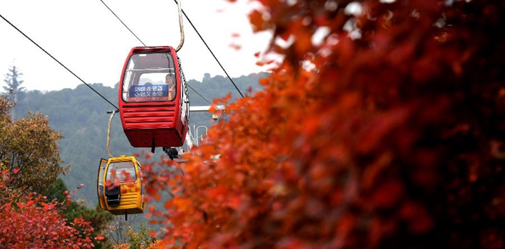 北京：氣溫降低 紅葉進入最佳觀賞期