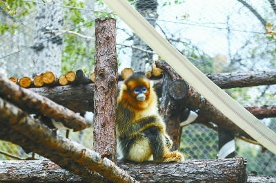 增加活动空间 北京动物园为金丝猴“添新居”