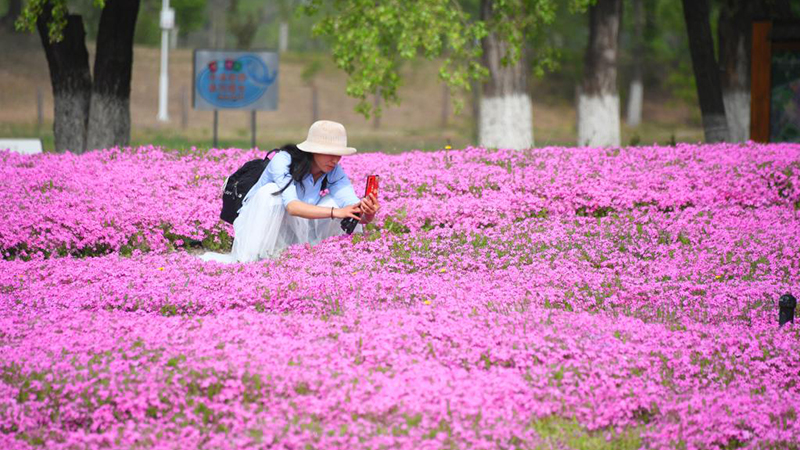 百花争艳引游人