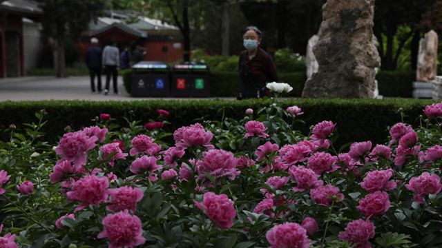 北京景山公园牡丹芍药竞开放