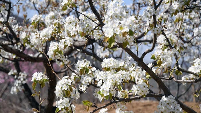 北京平谷：梨花绽放迎客来