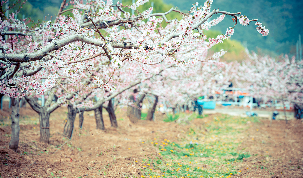 多彩桃花，绚丽绽放——北京平谷国际桃花节浪漫开启