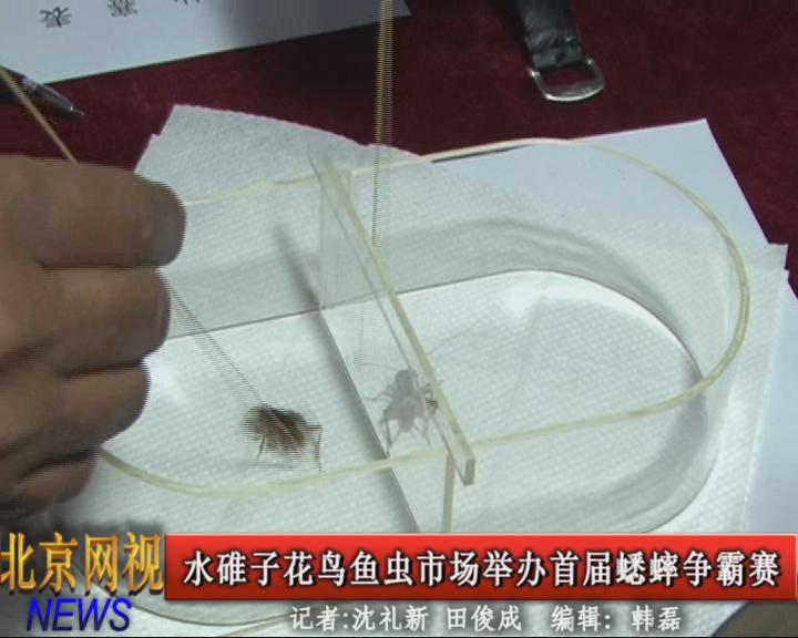 首届蟋蟀争霸赛开赛