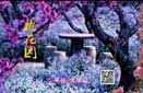 花海风光