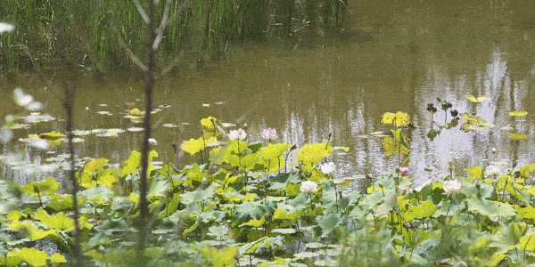 毛乌素沙地里的荷塘