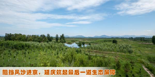 阻挡风沙进京，延庆筑起最后一道生态屏障(图)