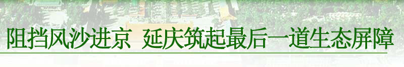 阻挡风沙进京 延庆筑起最后一道生态屏障