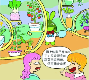 阳台种菜 健康第一(图)