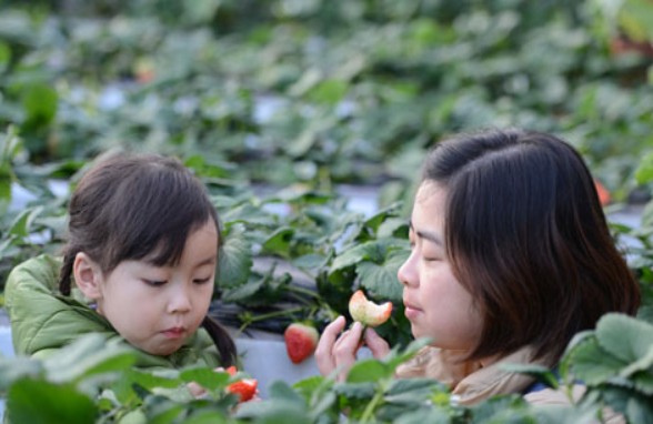 昌平温室草莓进入最佳采摘期 吸引众多游客