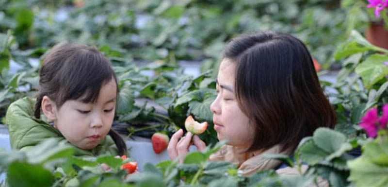 昌平温室草莓进入最佳采摘期 吸引众多游客