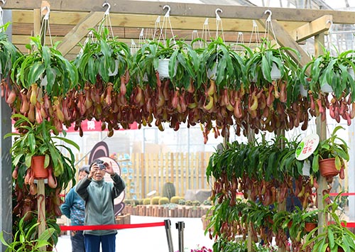 北京农业嘉年华农业艺术体验区展示的猪笼草